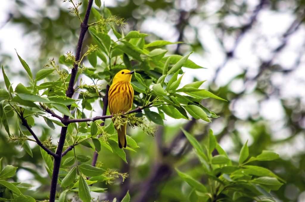 A Yellow Warbler sits on a tree branch surrounded by green leaves.