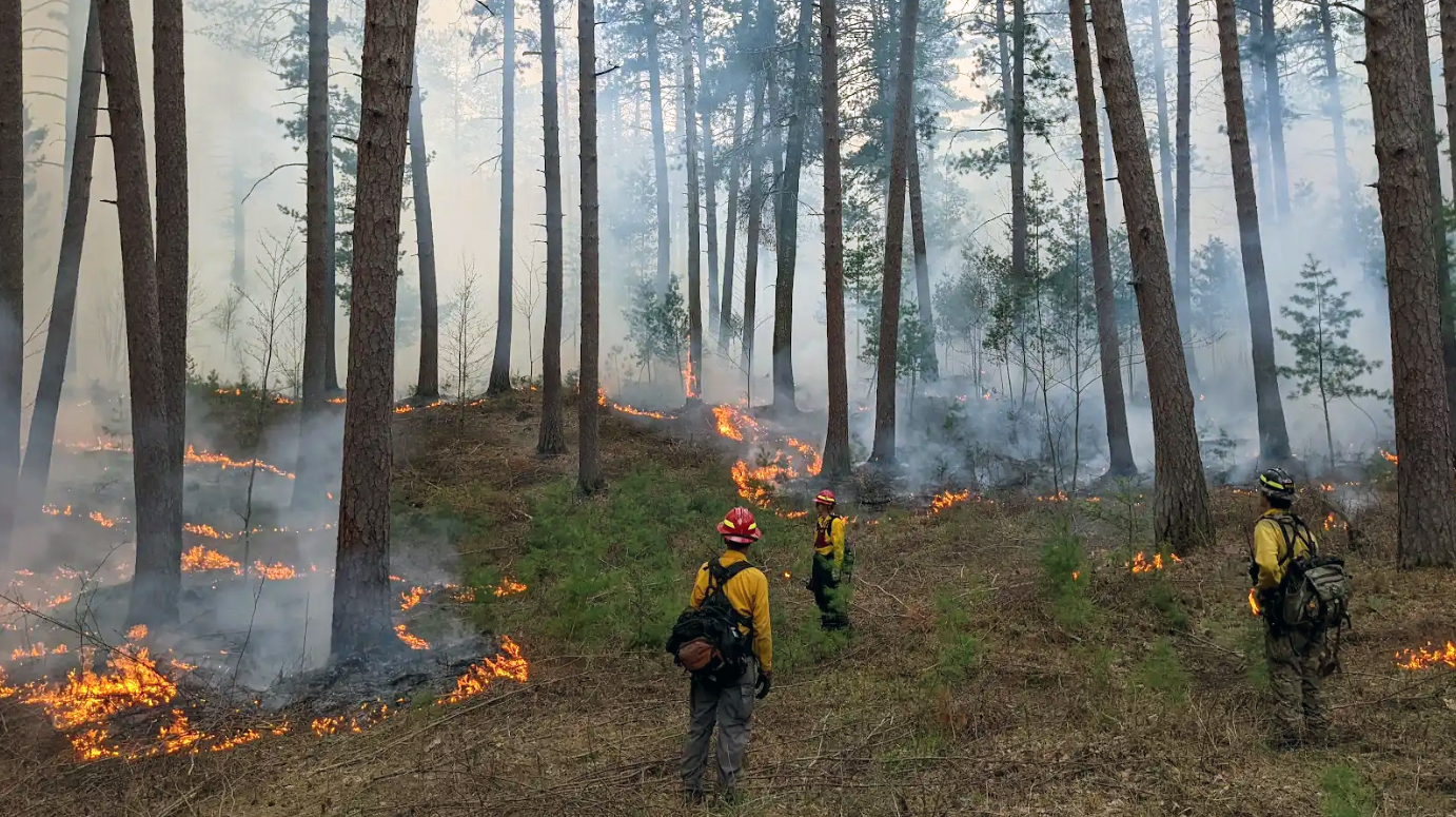 Three fire crew members keep an eye on a prescribed burn in a pine forest, helping to restore the ecosystem.