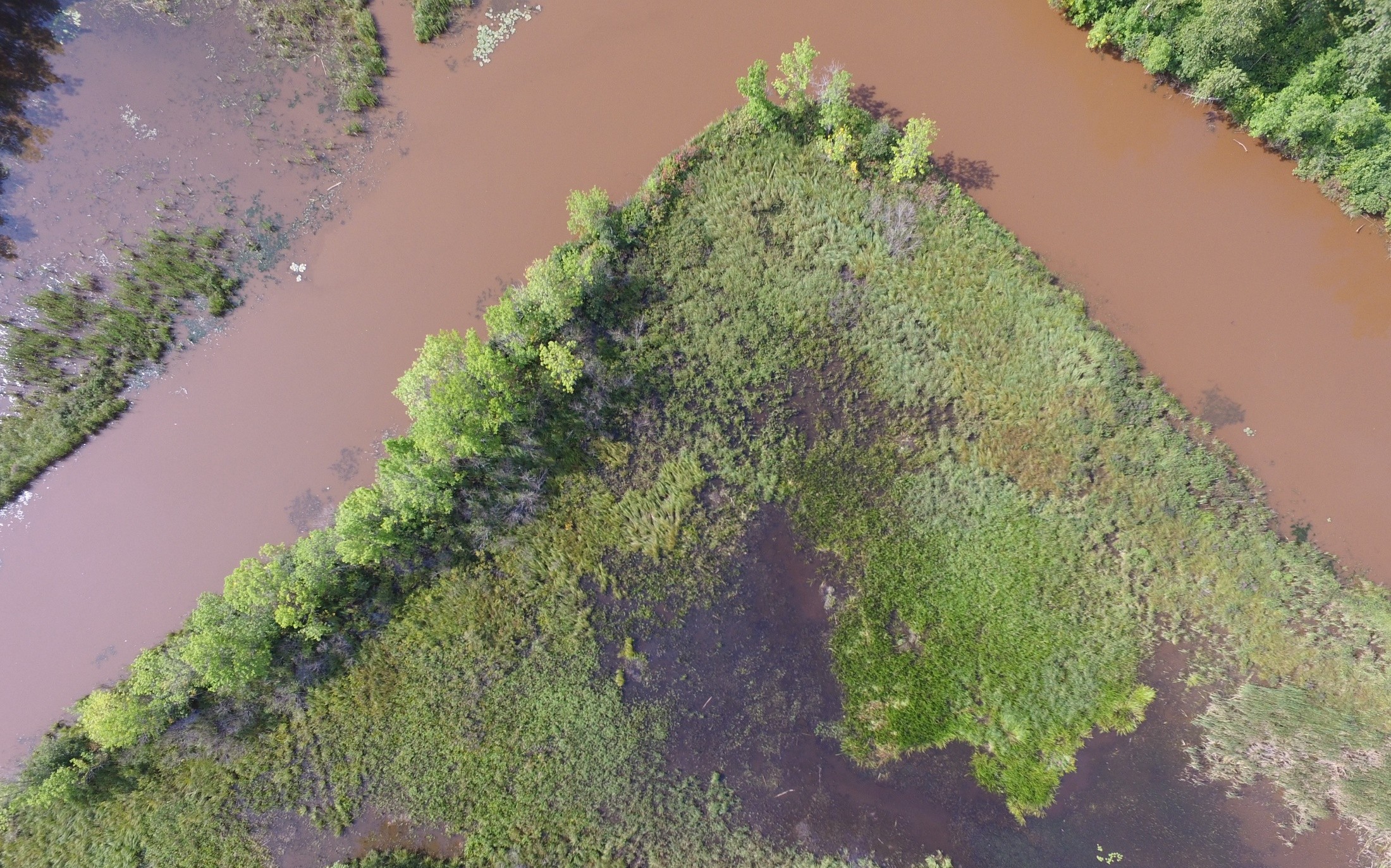 An Aerial view of a bend in a red-clay brown river, lined with wetland and forest vegetation