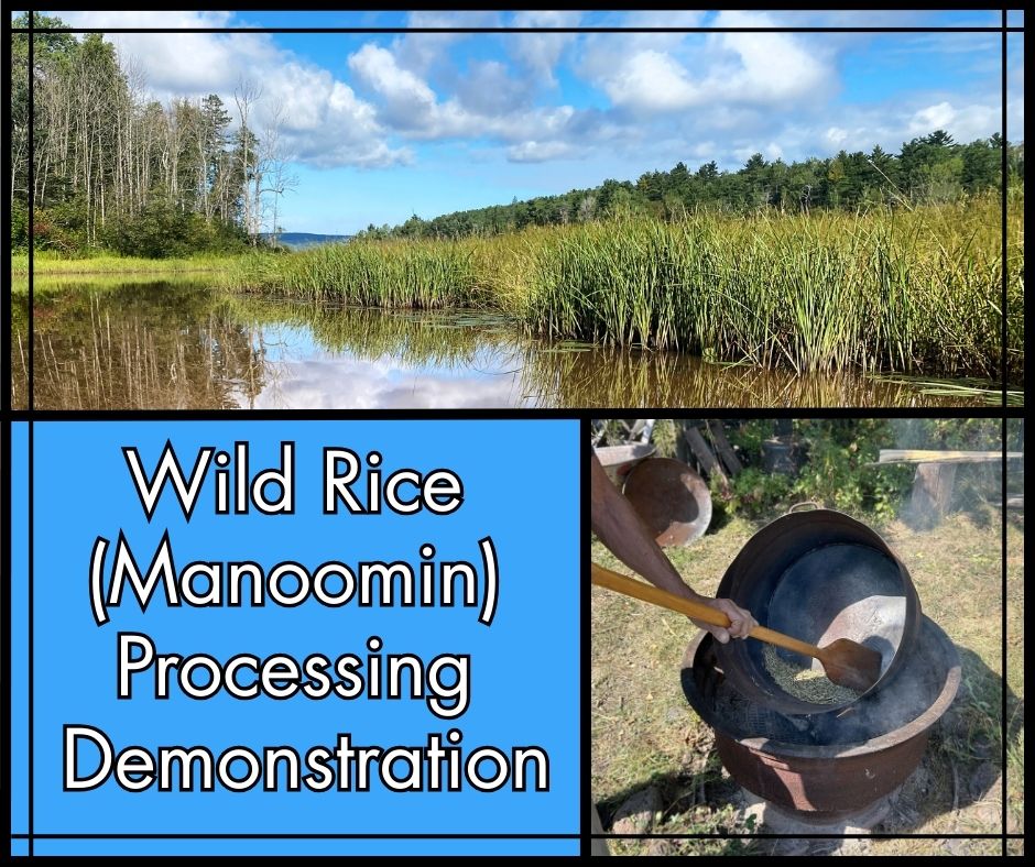 A composite image showing stands of wild rice along the Pokegama River on the top photo, wild rice being parched and tended in a kettle on the bottom right, and the words "Wild Rice (Manoomin) Processing Demonstration" in white text on a blue background.