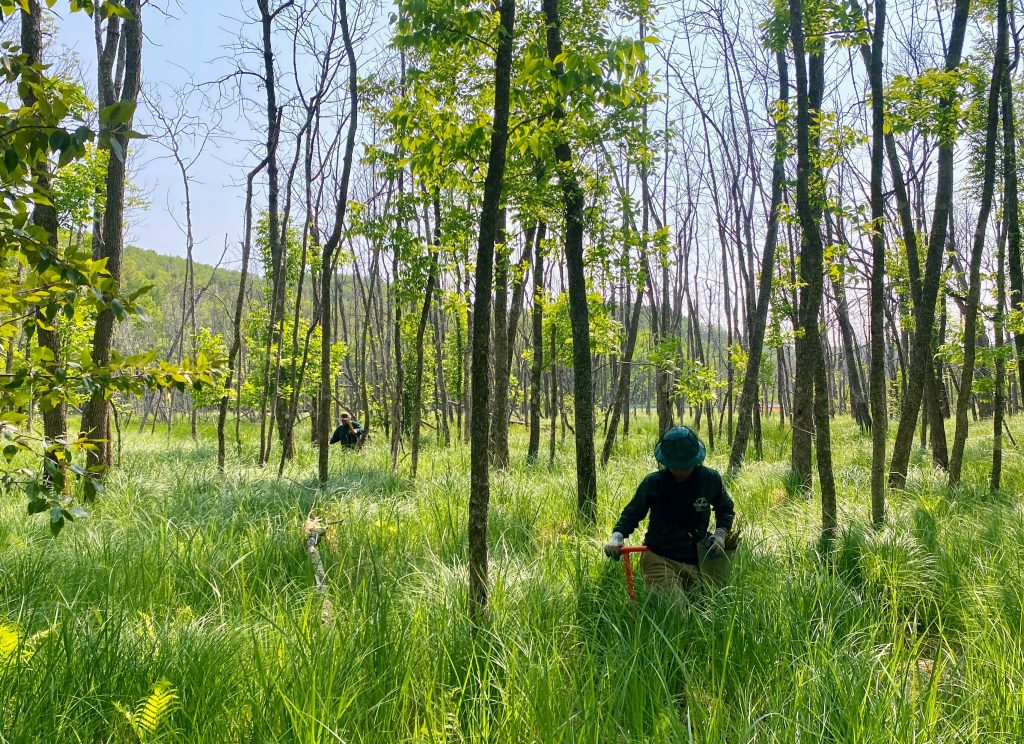 Two volunteers use forestry tools to plant young trees in the understory of an estuary island, where dying stands of black are visible all around.